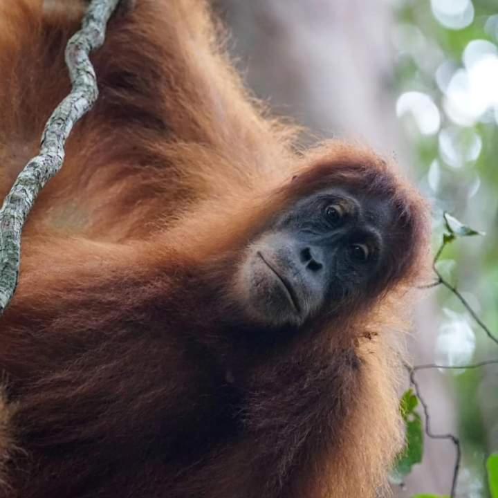 Pongo Guest House & Jungle Trekking Bukit Lawang Exterior photo